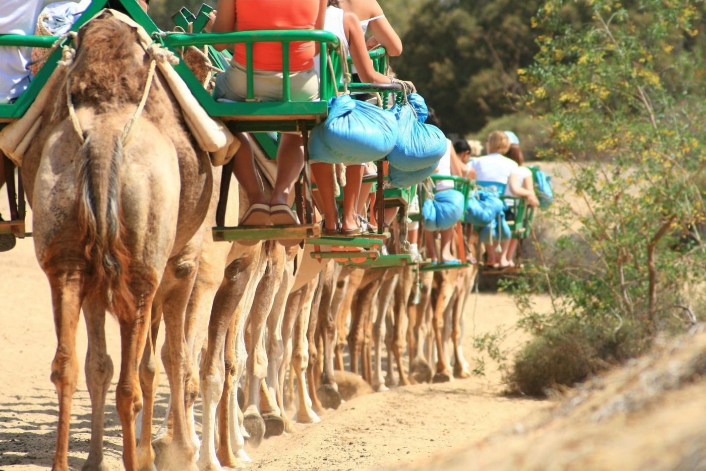 Personas paseando en camello en maspalomas
