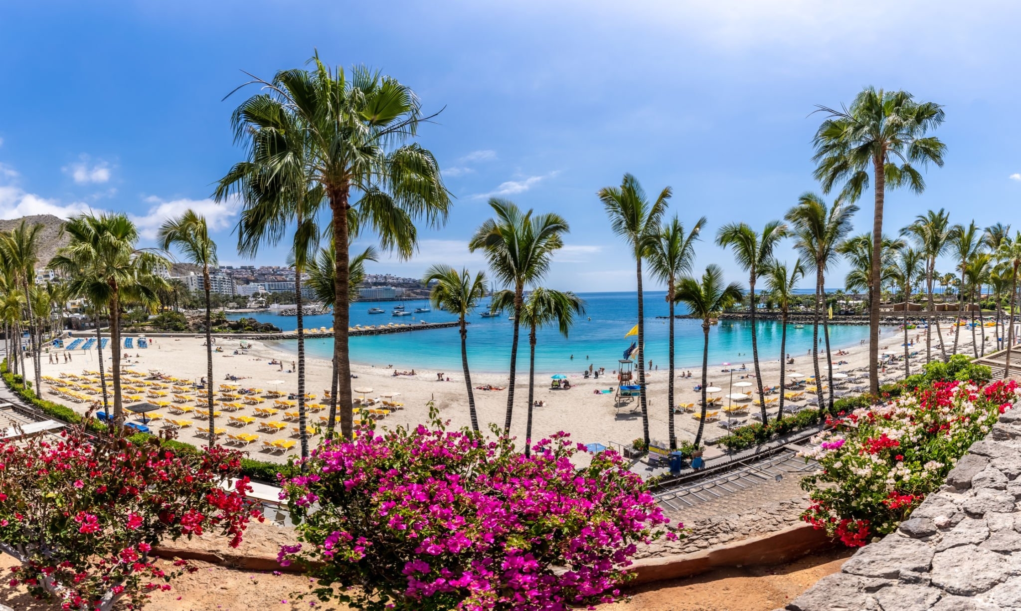 Palm trees and bougainvillea by the beach at Anfi del Mar