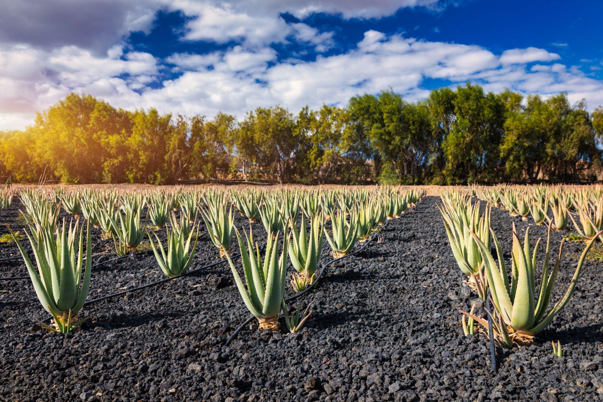 Aloe vera plantation on black volcanic soil