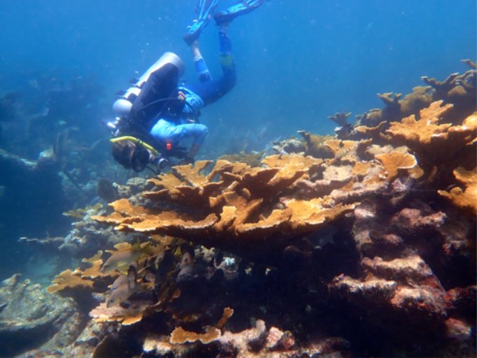 Buceador explorando arrecifes volcánicos submarinos en aguas de Lanzarote