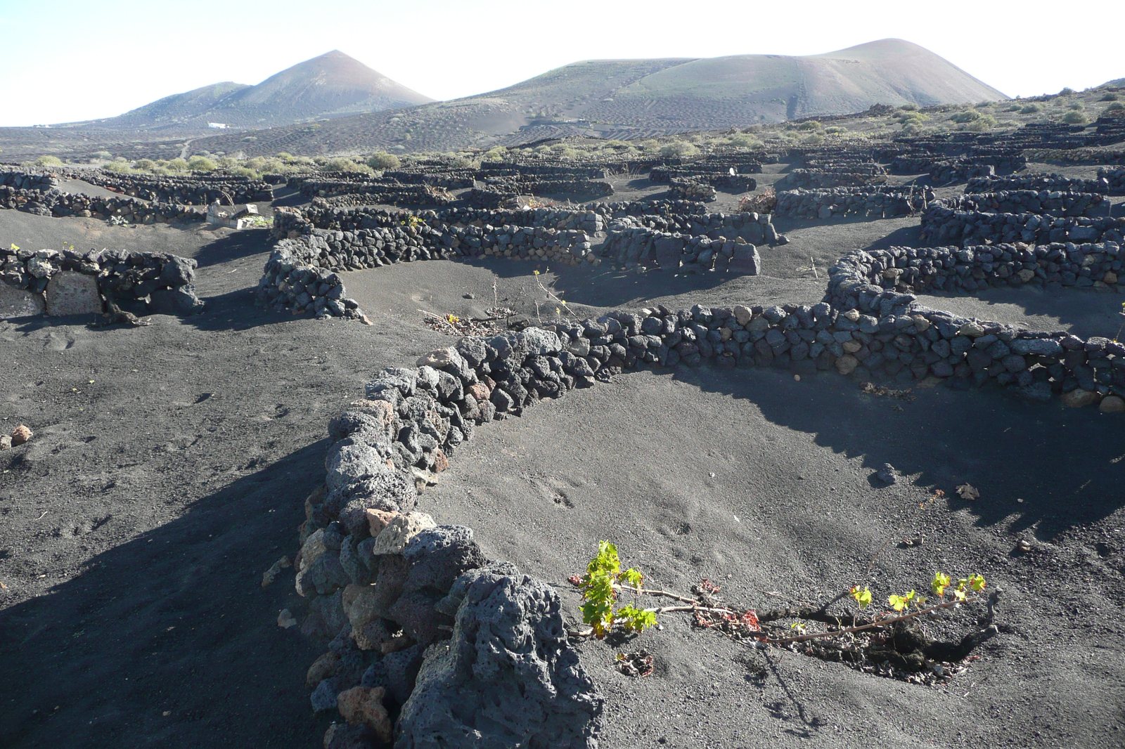 Paisaje de zocos semicirculares de piedra volcánica negra en los viñedos de La Geria, Lanzarote