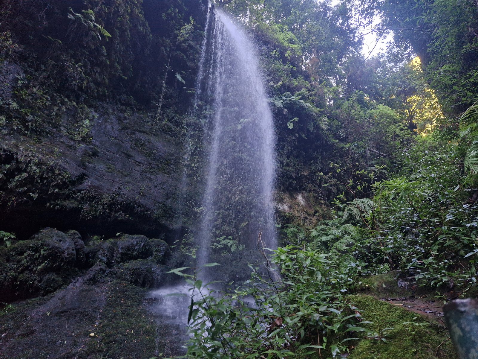 Helechos gigantes y vegetación jurásica en el bosque de laurisilva de Los Tilos, La Palma