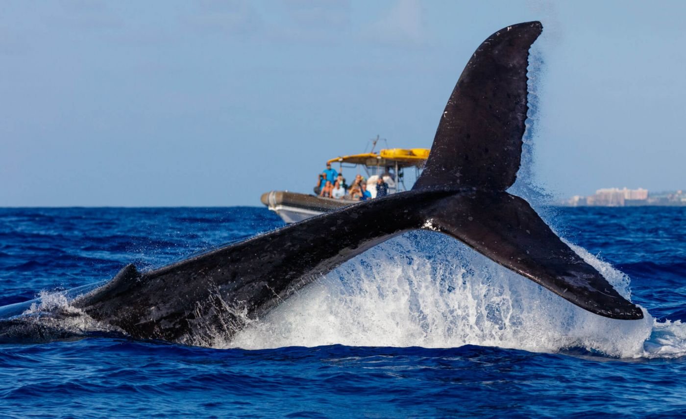 Aleta dorsal y lomo de calderón tropical emergiendo en las aguas del suroeste de Tenerife