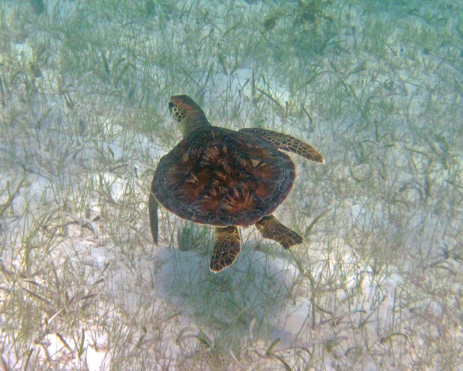 Tortuga verde marina nadando plácidamente sobre el fondo submarino en Tenerife