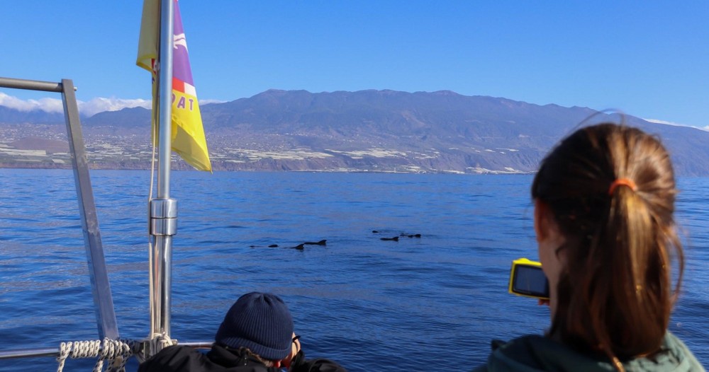 Avistamiento de delfines en Lanzarote