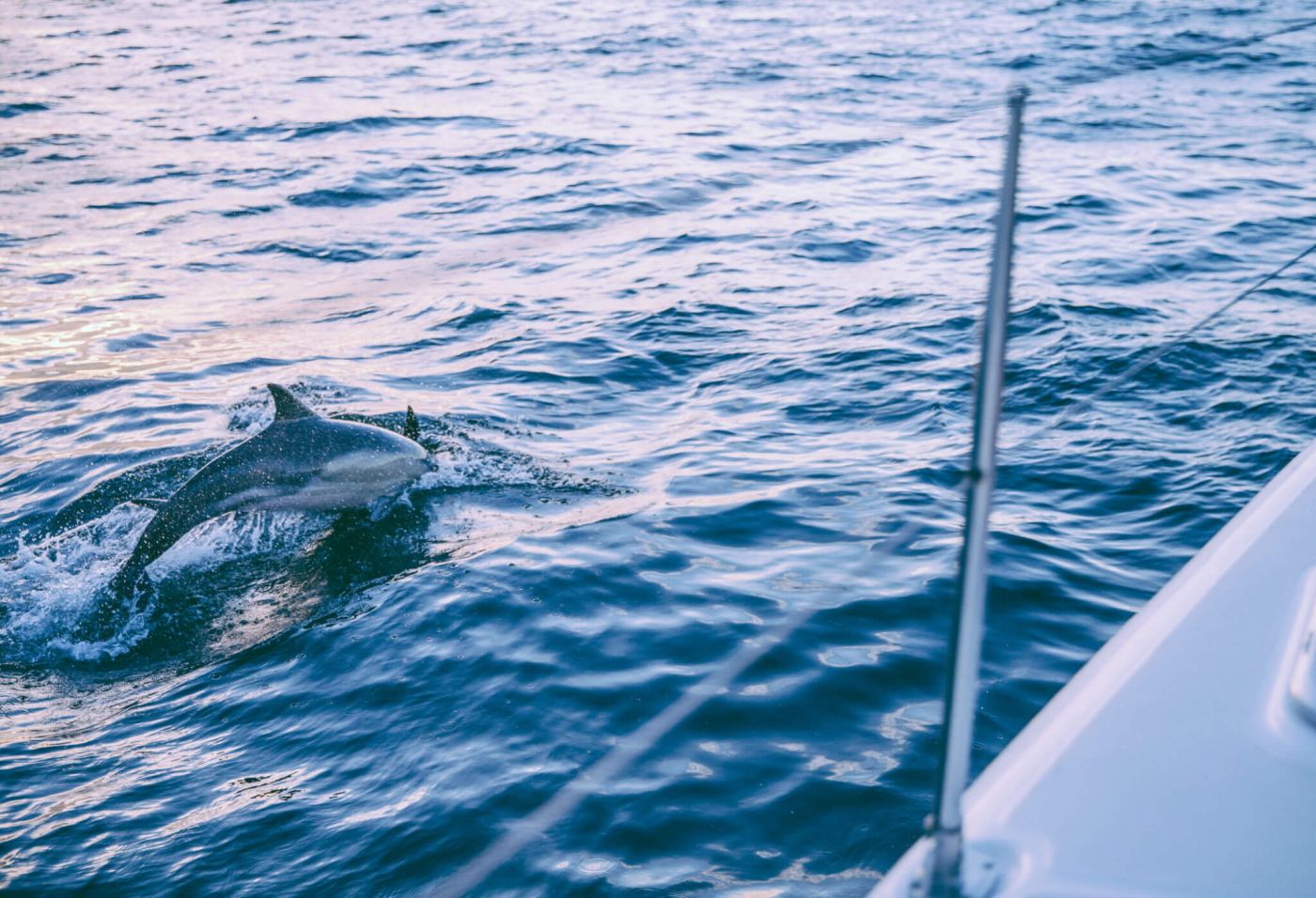 A prime location for cetacean watching in Tenerife