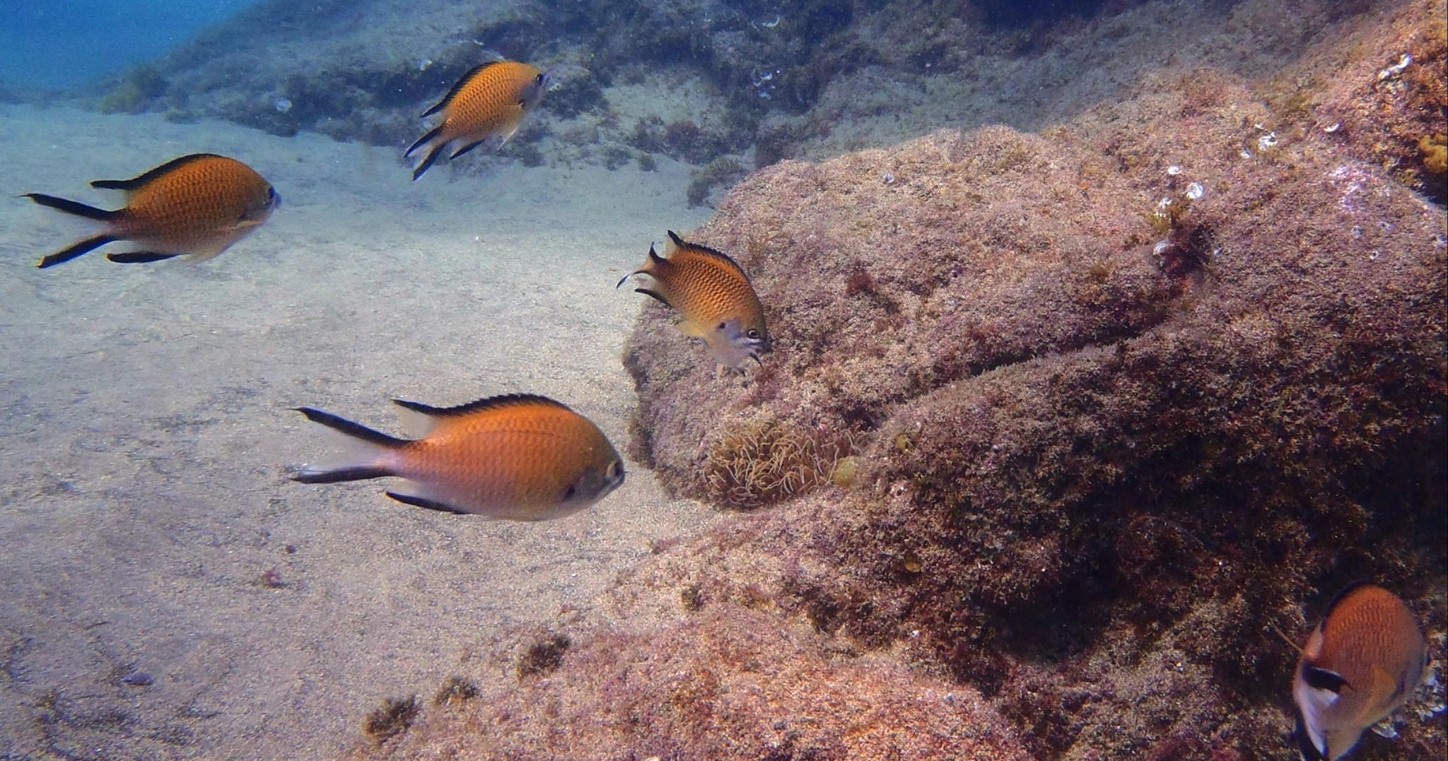 One Dive