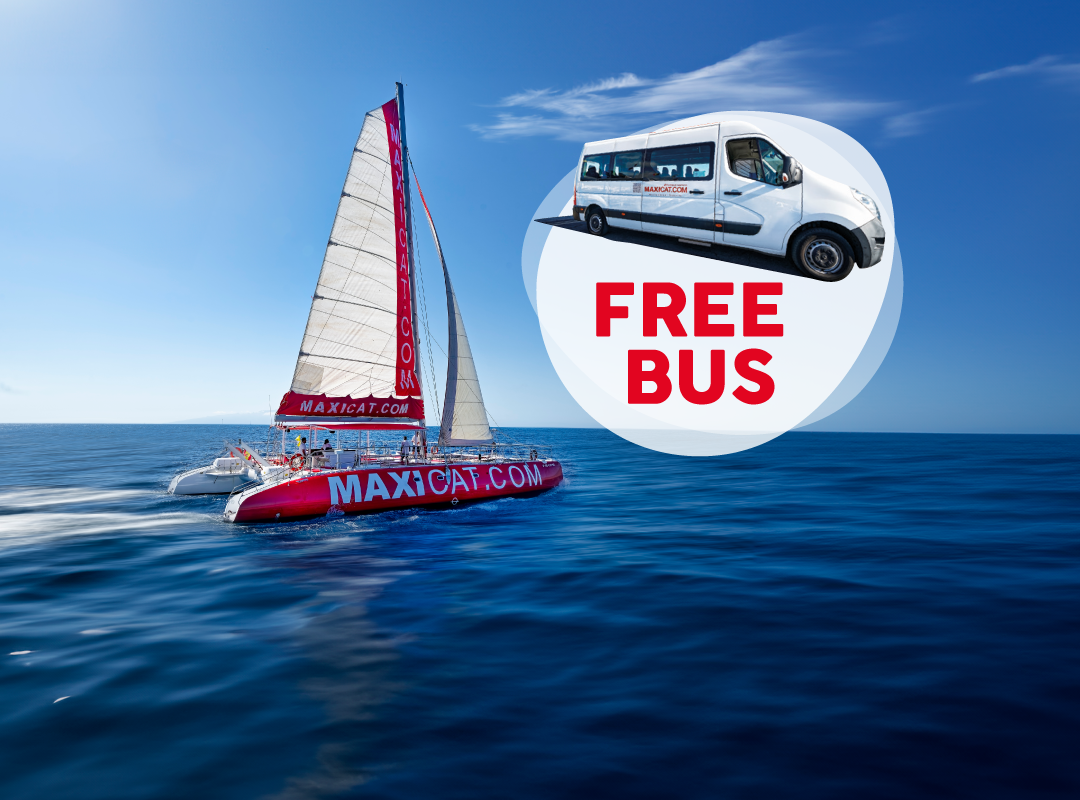 Avistamiento de ballenas en Tenerife en catamarán con bus incluido …