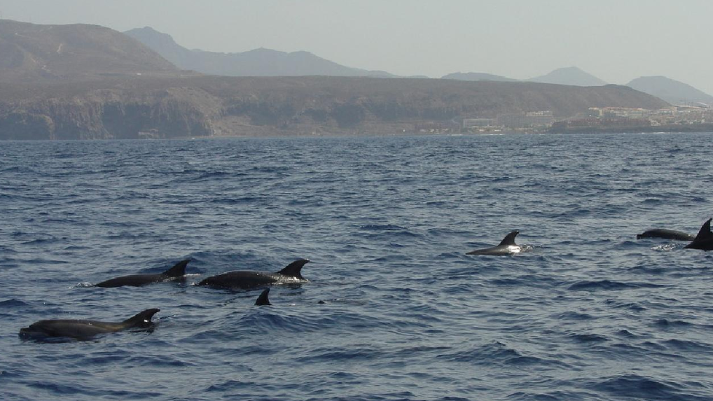 Avistamiento de Cétaceos