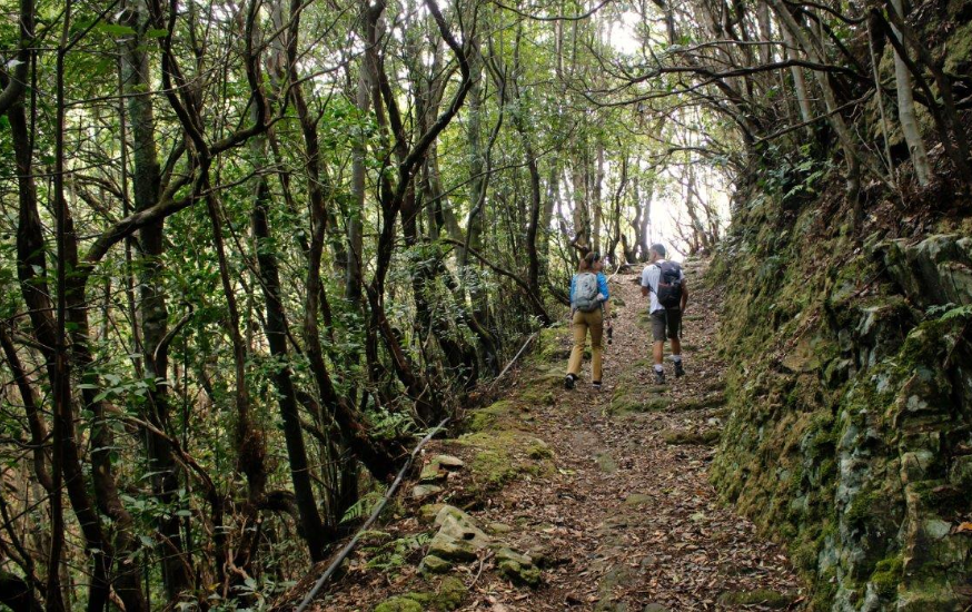 Hiking route Taborno - Tenerife