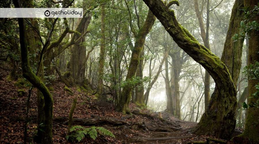 Excursión de un día en La Gomera: Parque Nacional de Garajonay
