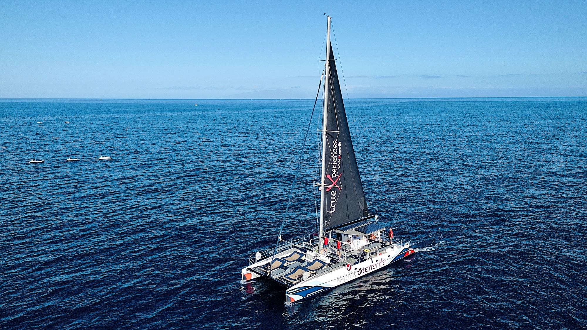 Ballenas y delfines en catamarán eco