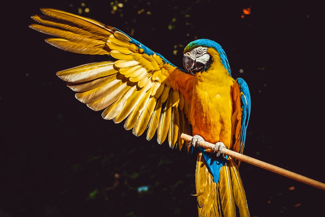 Entry to Loro Parque-Tenerife