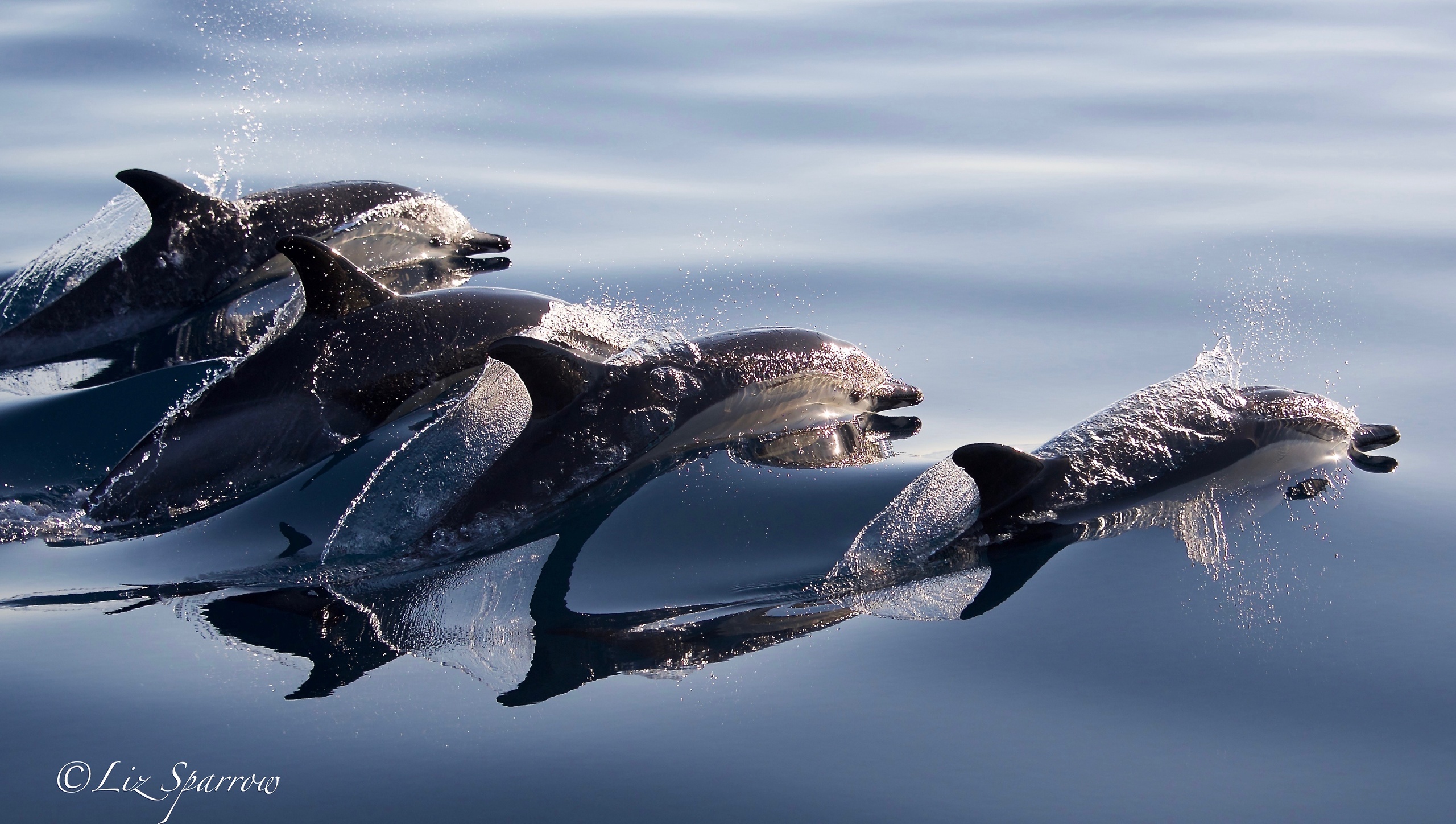 Morning sea safari (~2–3 h)