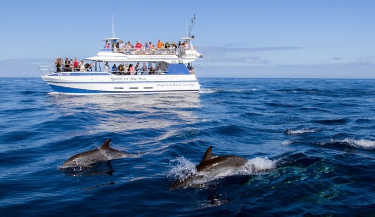 Avistamiento de delfines a bordo del Spirit of the Sea sin servicio…